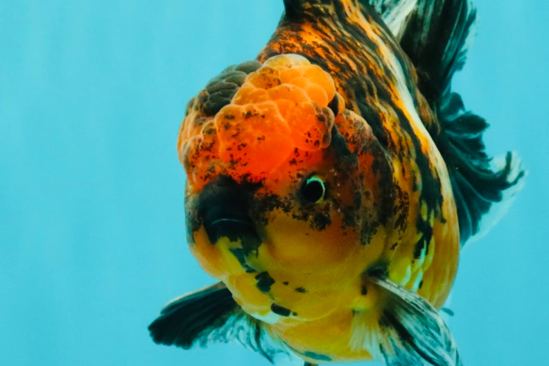 AAA Grade Tiger Oranda Male 6-6.5  inches #071026OR_36