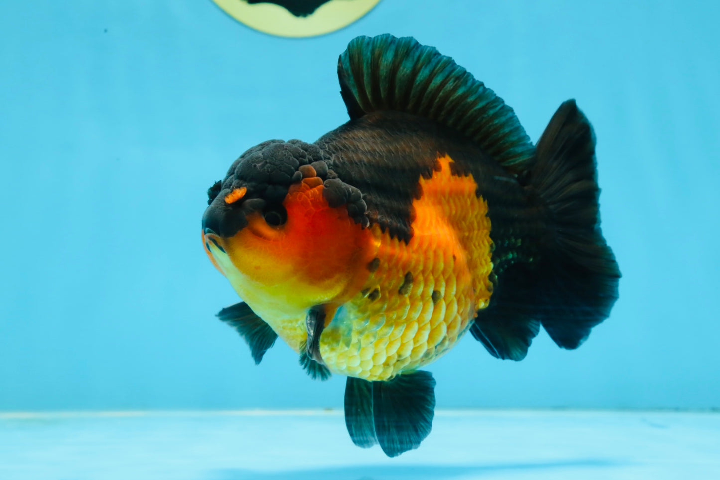 A Grade Apache Yuanbao Male 5 inches #101025YB_26