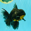 AAA Grade Long Fin Kirin Oranda Male 5.5-6 inches #062626OR_23