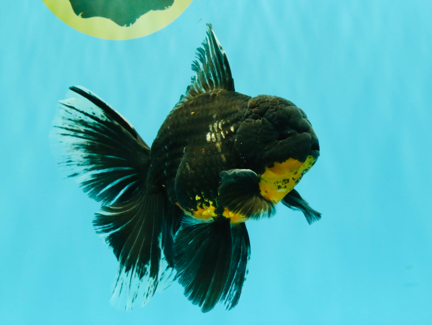 AAA Grade Long Fin Kirin Oranda Male 5.5-6 inches #062626OR_23