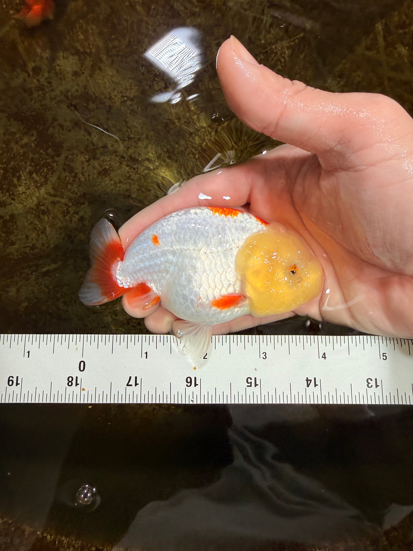 BULLDOG FACE A Grade Red White Kohaku LionQueen 4 inches #120525LC_09