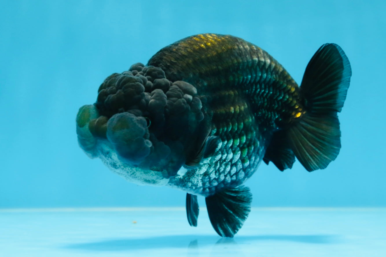 A Grade BIG WEN Black Blue LionQueen 4.5 inches #072525LC_01