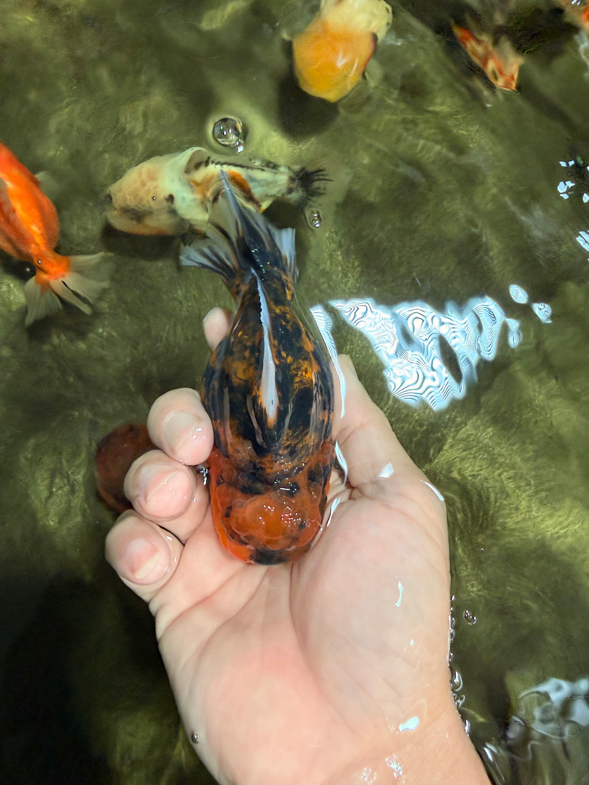 A Grade Tiger Yuanbao Male 4.5 inches #101626YB_34