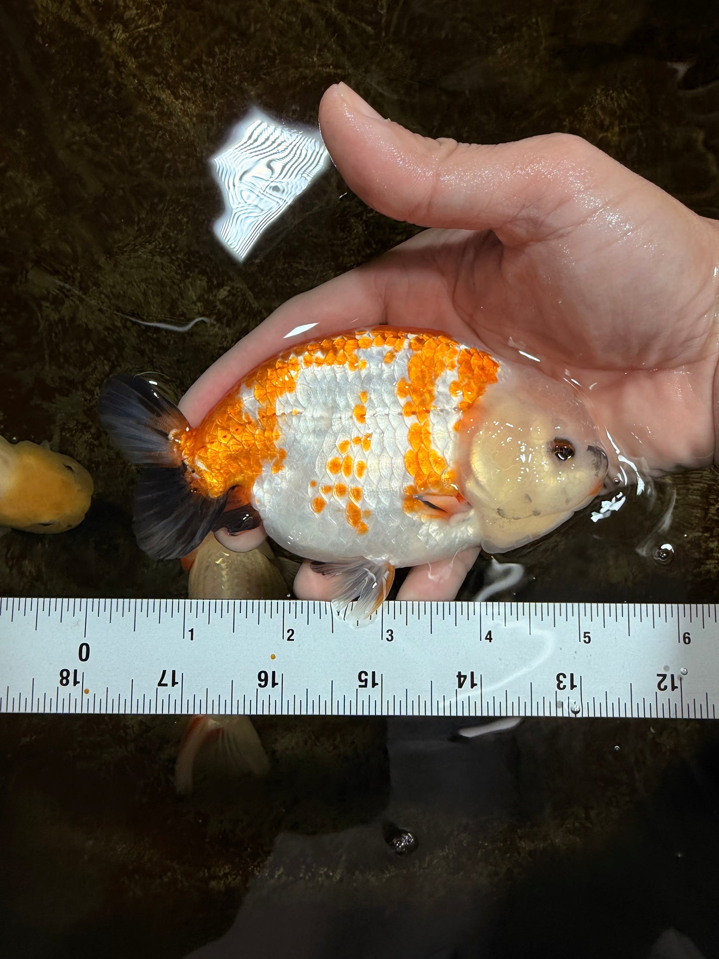 A Grade Tricolor LionKing 5-5.5 inches #112125LC_01