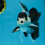Panda Button Eyes Oranda Male 5-5.5 inches #112125OR_20
