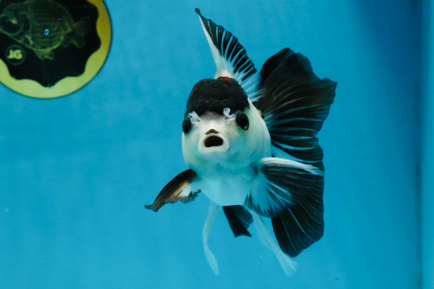 Panda Button Eyes Oranda Male 5-5.5 inches #112125OR_20