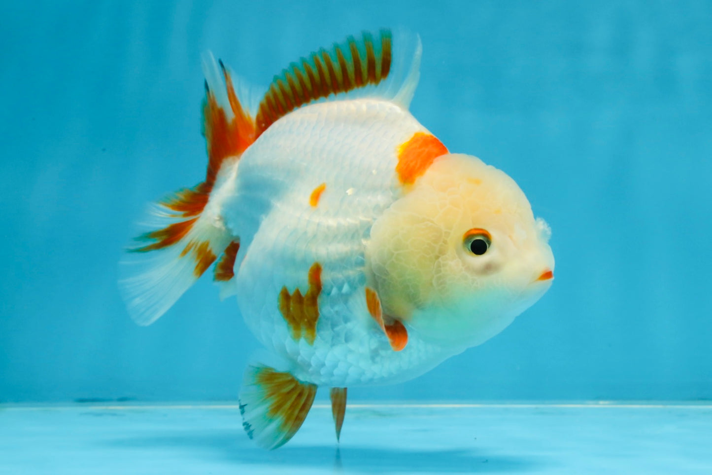 A Grade Red White Yuanbao Female 5 inches #103125YB_05