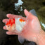 A Grade Red White Oranda Male 5-5.5 inches #102326OR_22