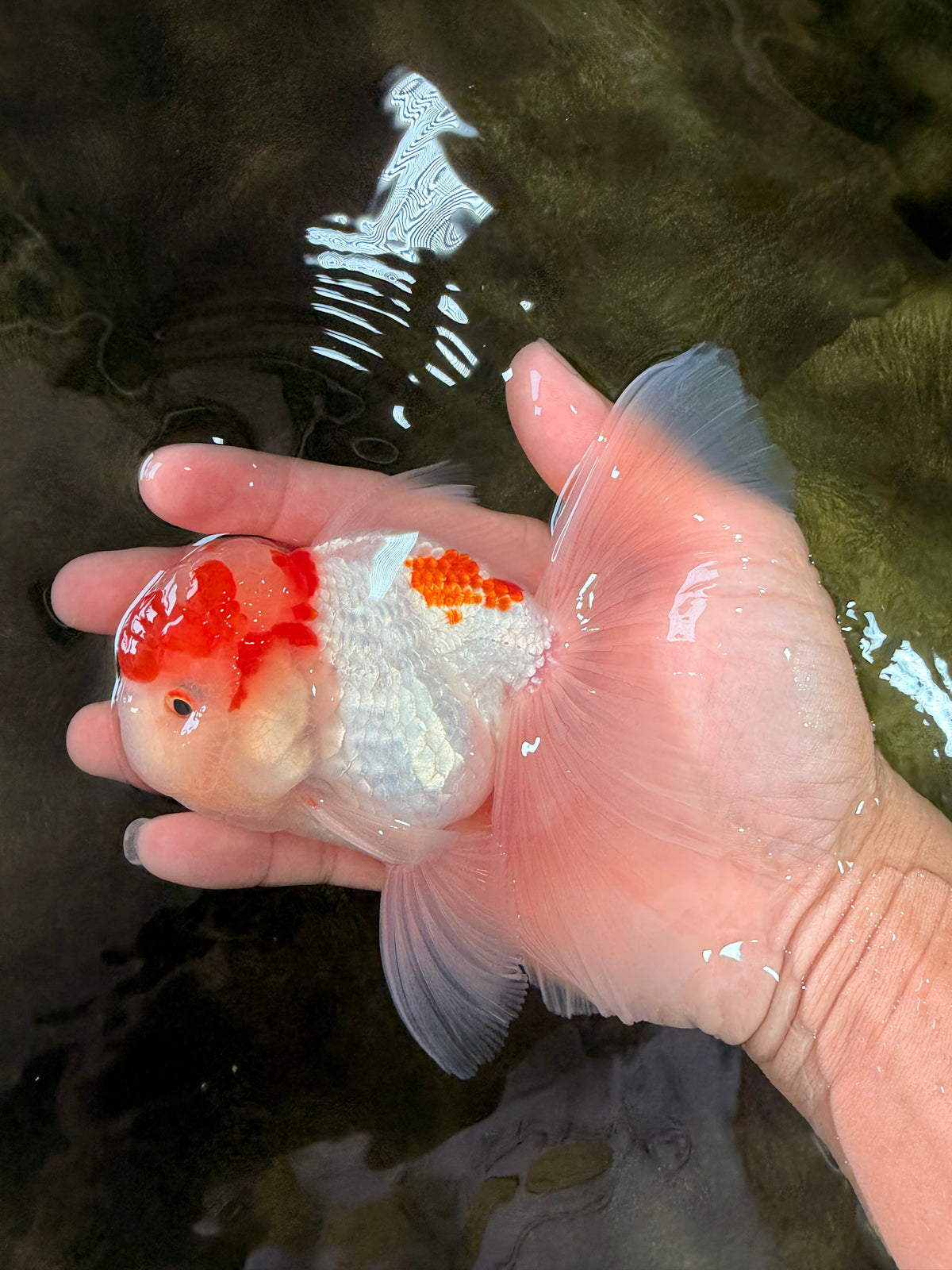 A Grade Red White Oranda Male 5-5.5 inches #102326OR_22