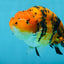 A Grade Tiger Ranchu Male 5 inches #062725LC_04