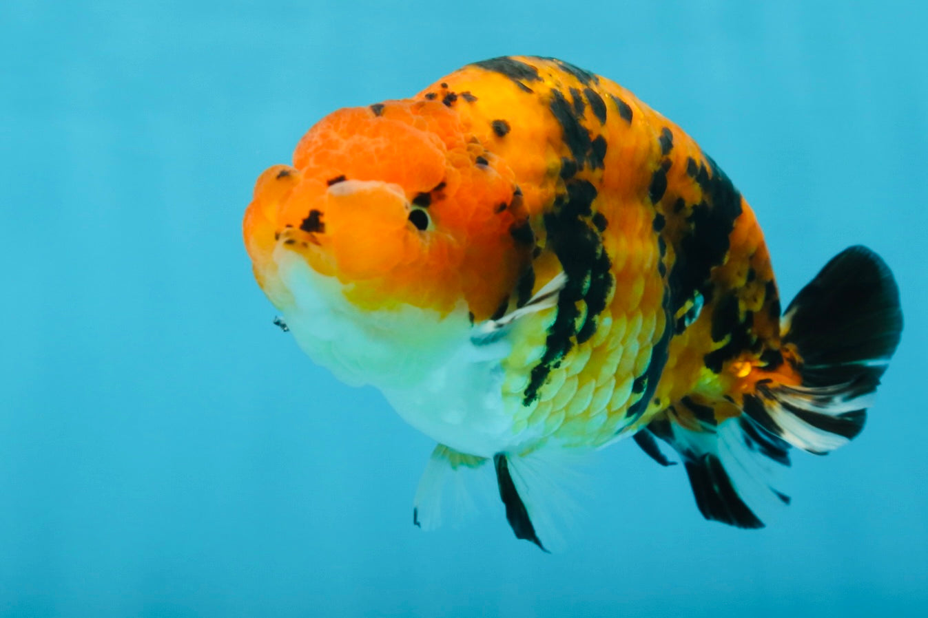 A Grade Tiger Ranchu Male 5 inches #062725LC_04