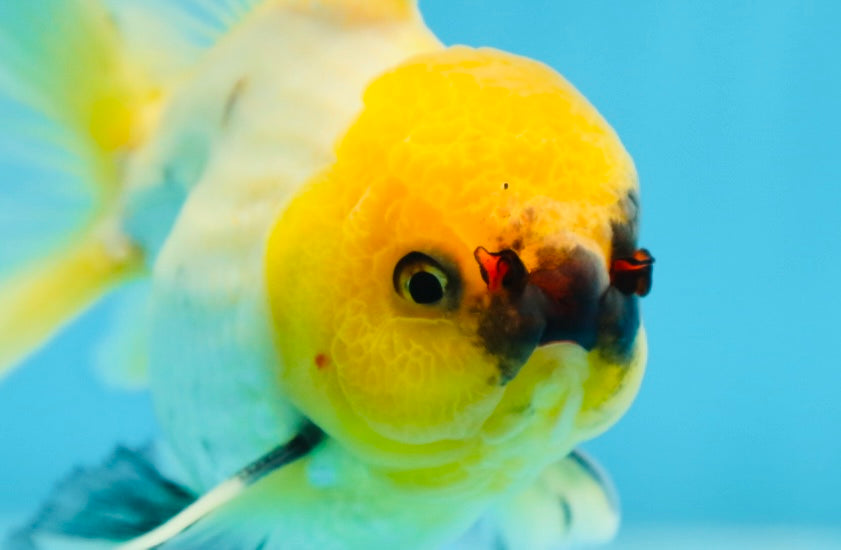 A Grade UNIQUE Lemonhead Oranda Male 5-5.5 inches #090525OR_13