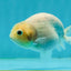 Marble Ranchu Female 3.5 inches #1004LC_09