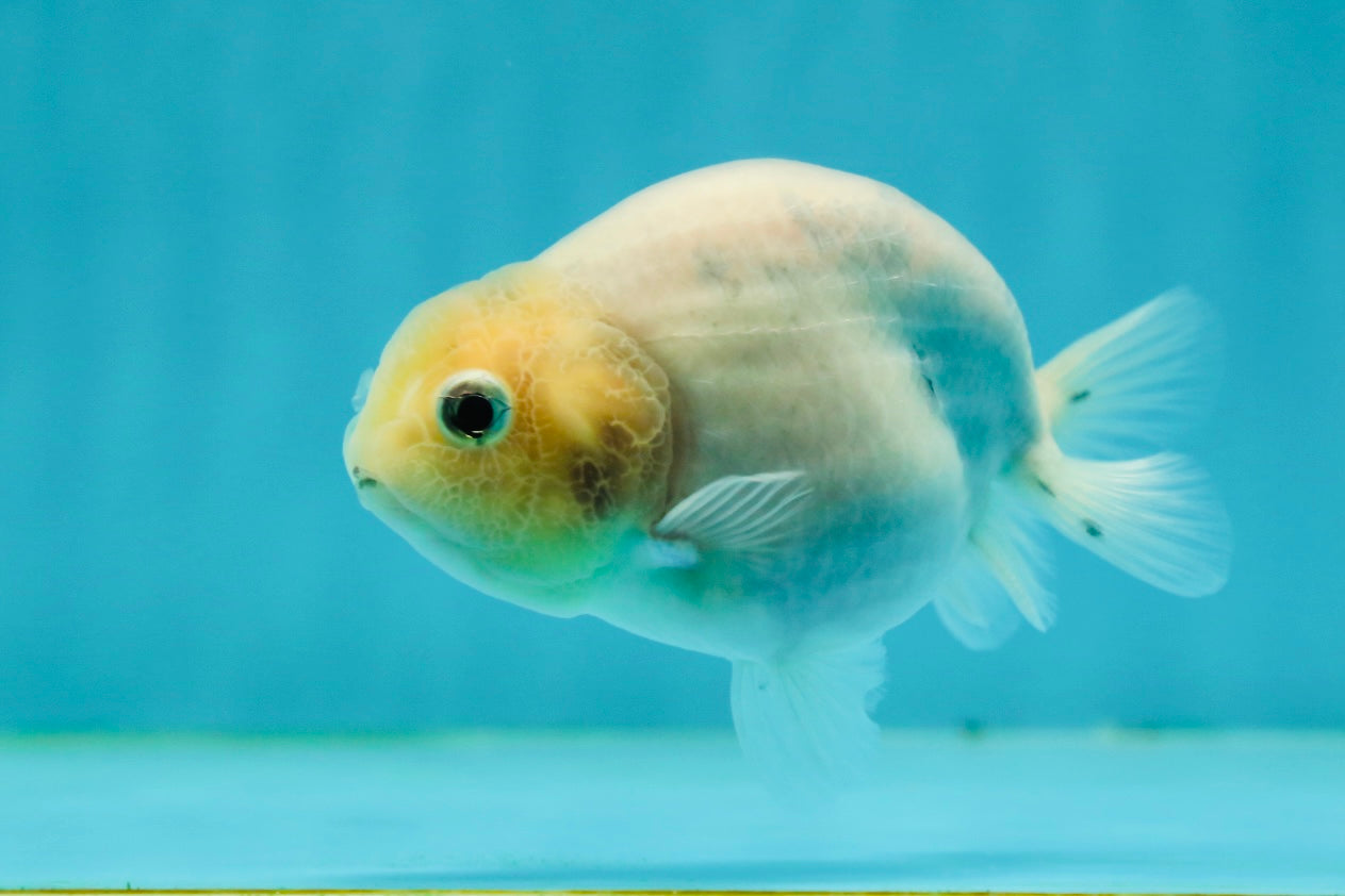 Marble Ranchu Female 3.5 inches #1004LC_09