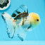 A Grade Tricolor Button Eyes Oranda Male 4.5 inches #0920OR_23