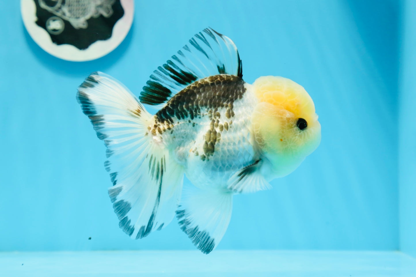 A Grade Tricolor Button Eyes Oranda Male 4.5 inches #0920OR_23