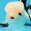 A Grade Panda Button Eyes Oranda Male 4.5-5 inches #120624OR_07