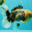 FLUFFY AAA Grade Calico Kirin Oranda Male 7 inches #100926OR_09
