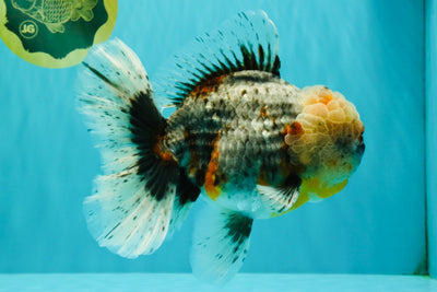 FLUFFY AAA Grade Calico Kirin Oranda Male 7 inches #100926OR_09