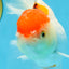 A Grade Red White Oranda Female 6 inches #071125OR_06