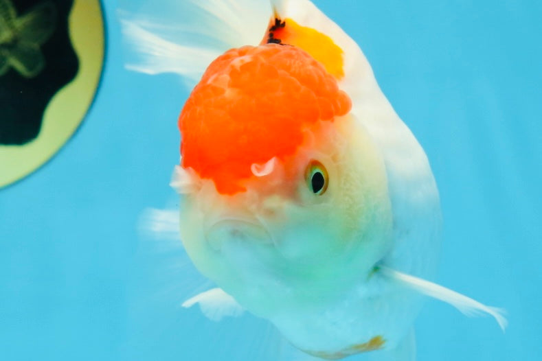 A Grade Red White Oranda Female 6 inches #071125OR_06