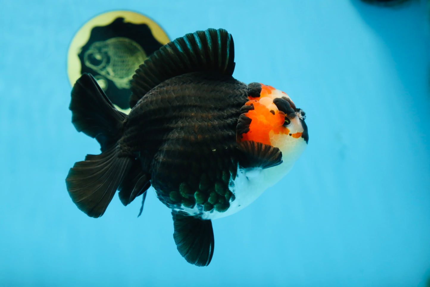 SHOW GRADE UNIQUE Godzilla Tricolor Yuanbao 5.5-6 inches #080825YB_888