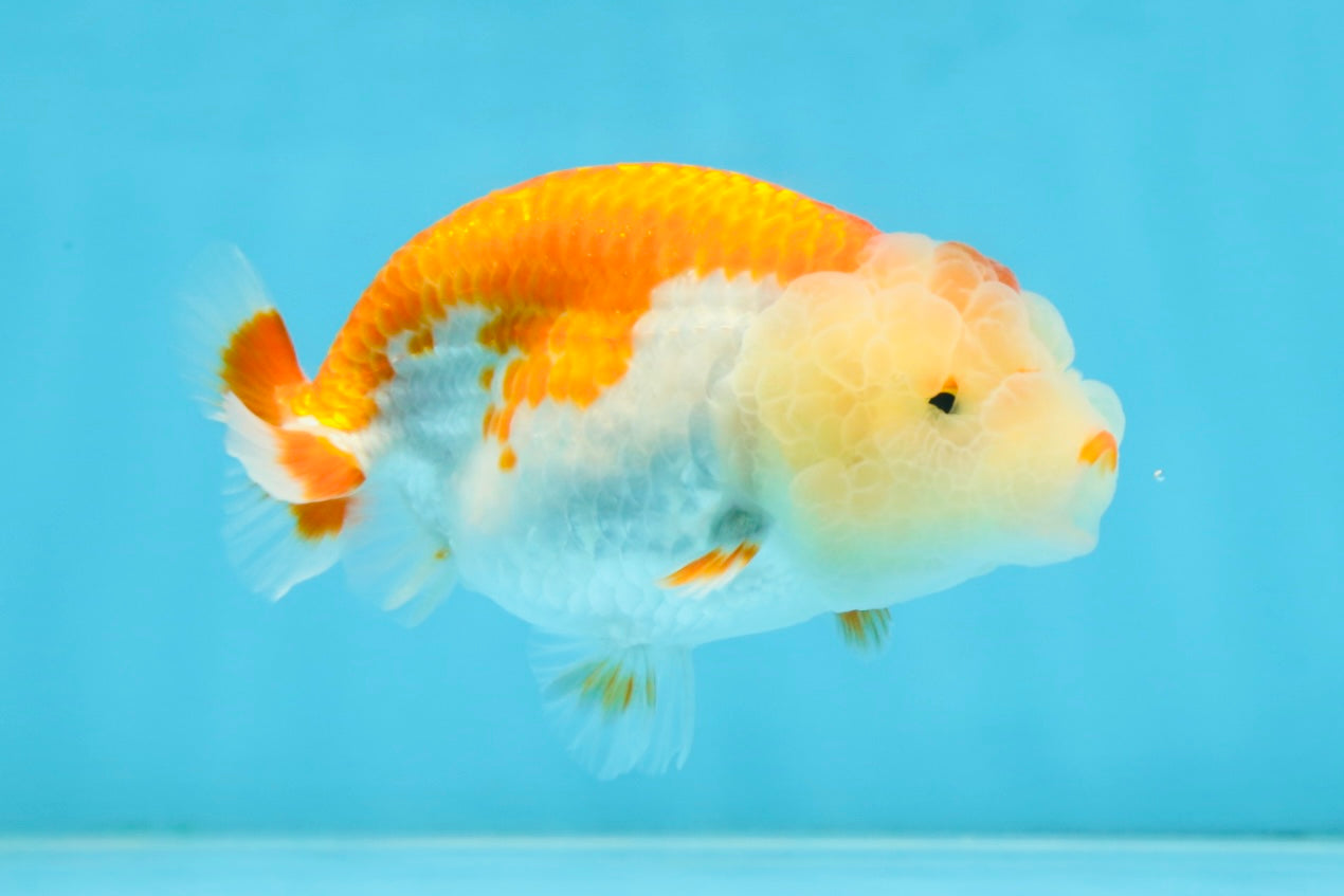 AAA Grade Young Red White LionQueen 4 inches #101025LC_05