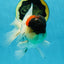 Unique Color AAA Grade Tricolor Lava Head Oranda Male 5 inches #042525OR_08