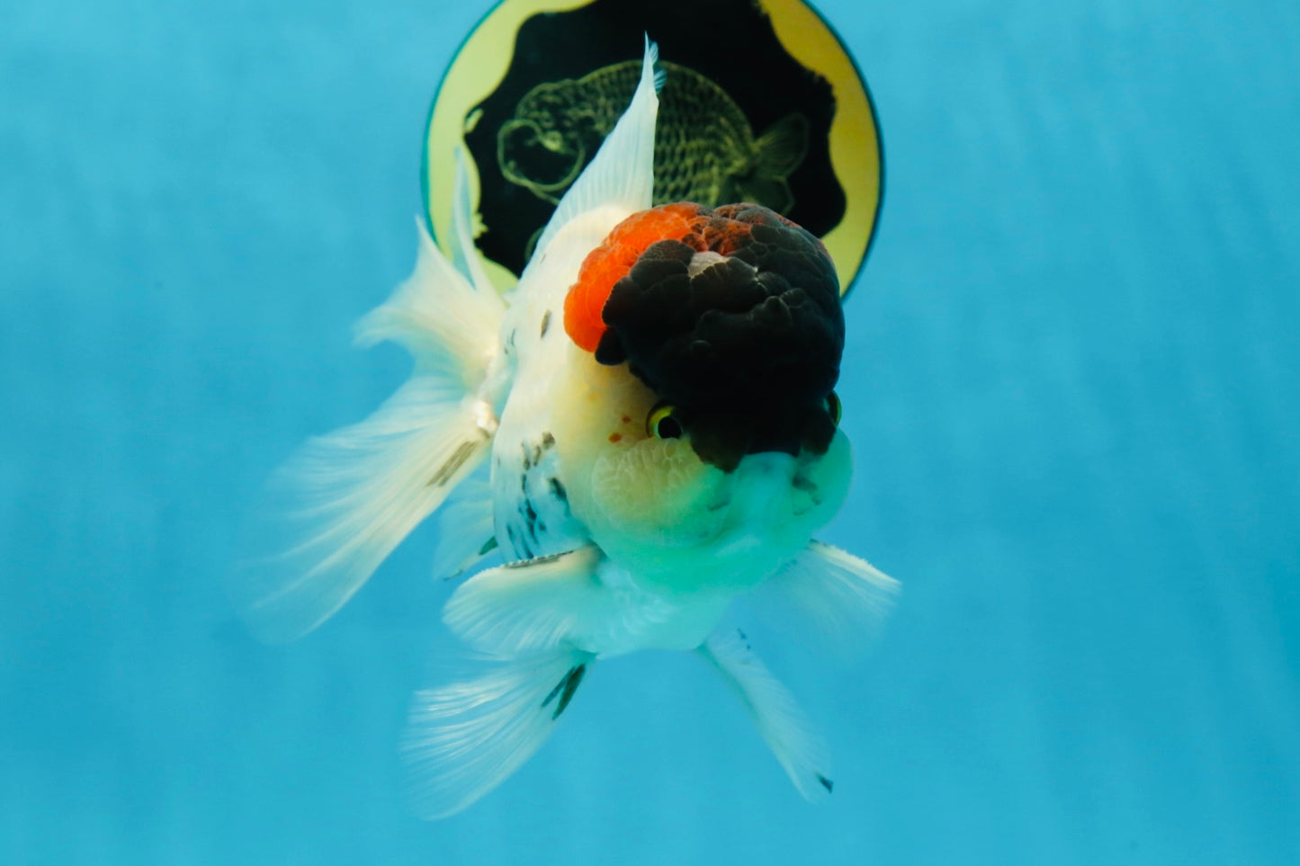 Unique Color AAA Grade Tricolor Lava Head Oranda Male 5 inches #042525OR_08