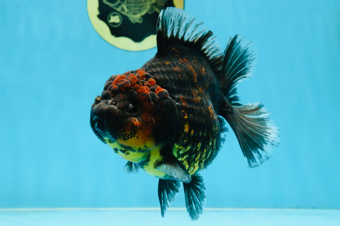 AAA Grade Tiger Yuanbao Female 5.5  inches #101025YB_28