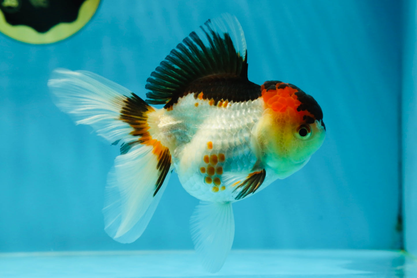 🌋 A Grade Tricolor Oranda Female 4.5 inches #041825OR_15