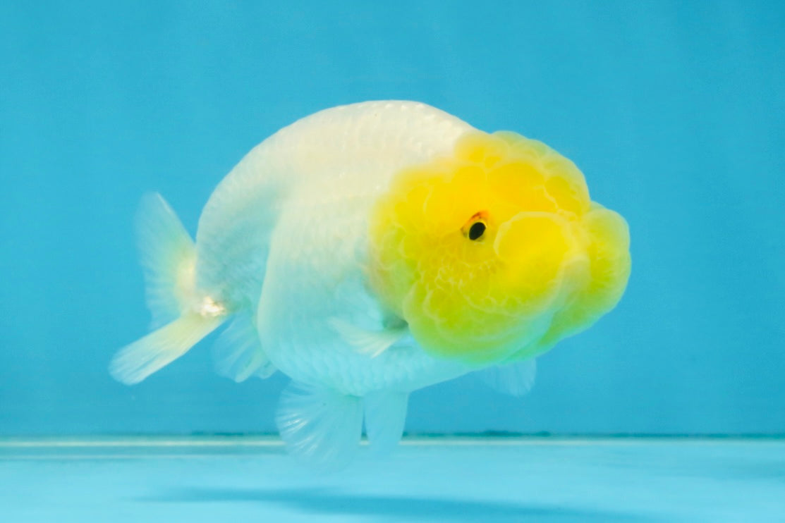 White Lionchu Female 3.5 inches #121225LC_13