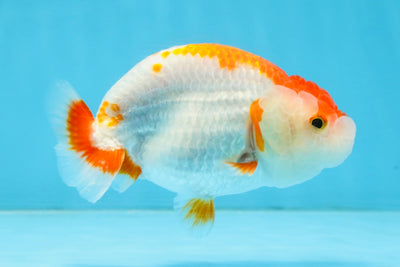 A Grade Red White LionQueen 4-4.5 inches #112125LC_11