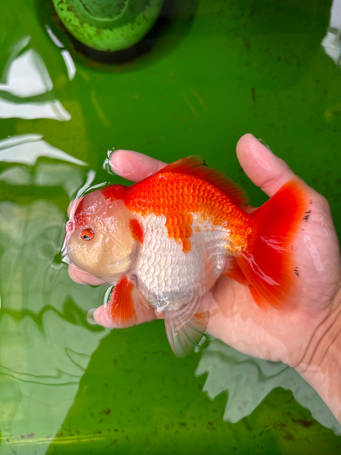 Yuanbao macho con pompón rojo y blanco de grado AAA de 5,5 pulgadas n.° 0906YB_20