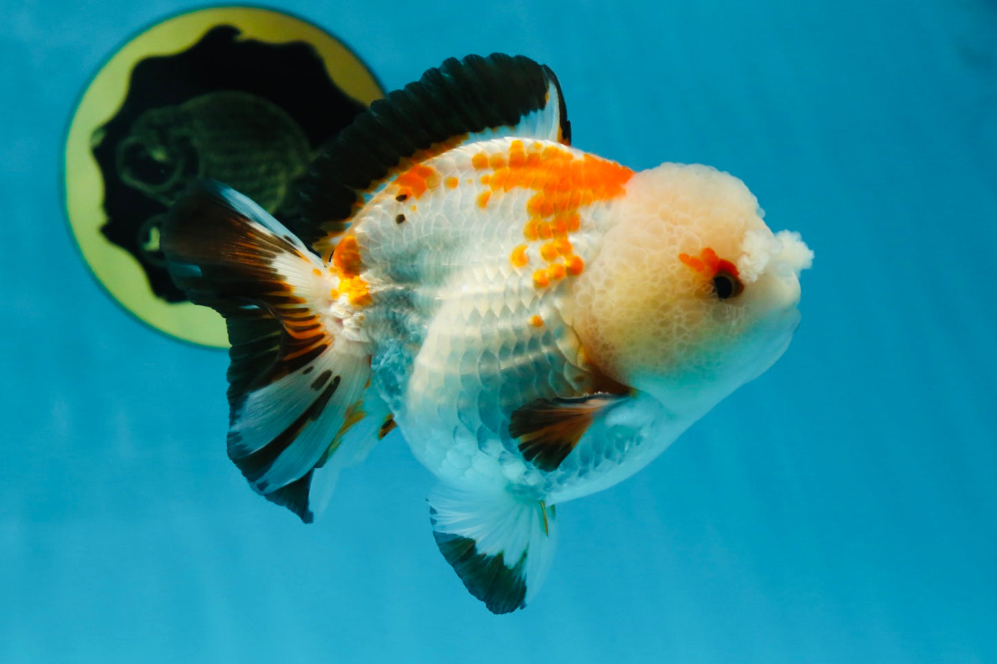 A Grade Pompom Tricolor Yuanbao Male 4 inches #052325YB_27