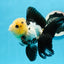 AAA Grade Panda Button Eyes Oranda Female 5 inches #0927OR_31