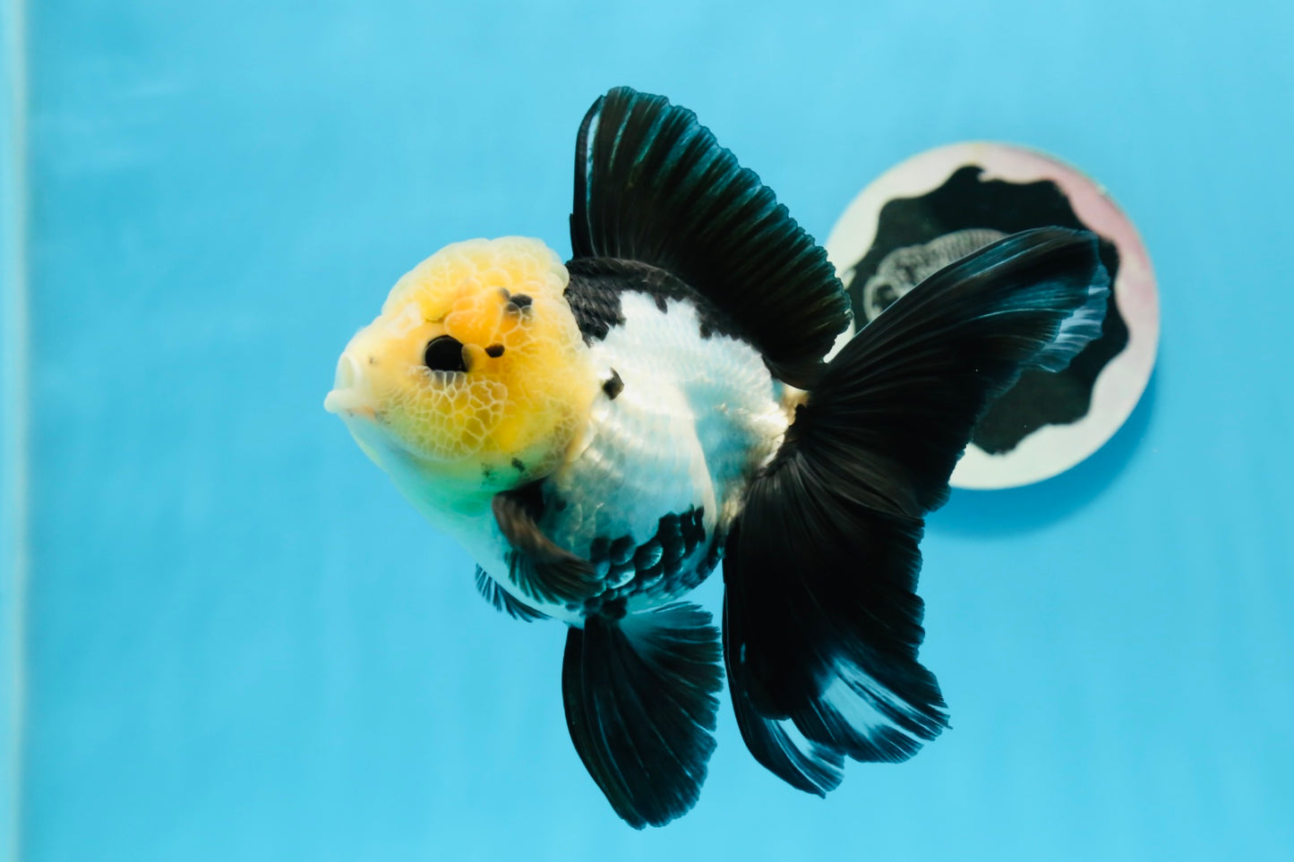 AAA Grade Panda Button Eyes Oranda Female 5 inches #0927OR_31