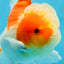 AAA Grade Cherry Sakura Oranda Male 5 inches #062725OR_14