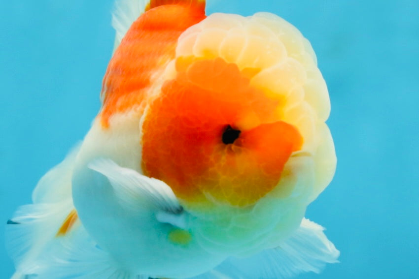 AAA Grade Cherry Sakura Oranda Male 5 inches #062725OR_14