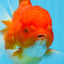 AAA Grade Cherry Sakura Oranda Female 5.5 inches #0712OR_03