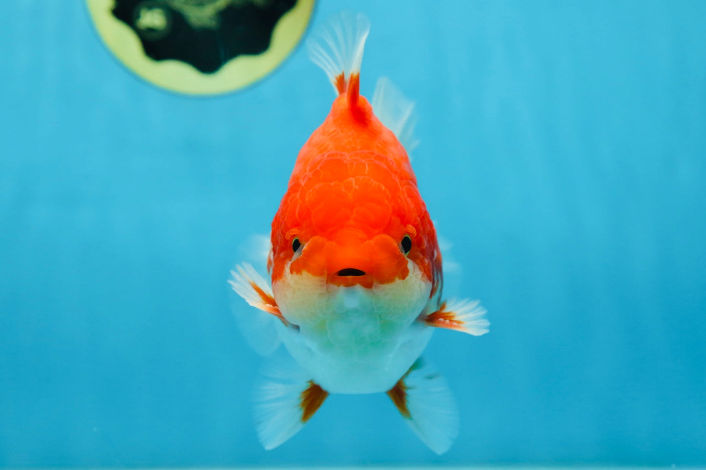 AAA Grade Red White Yuanbao Male 5-5.5 inches #081525YB_05