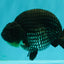 CHUBBY AAA Grade Platinum Black Blue Ranchu Male 5 inches #062626RC_09