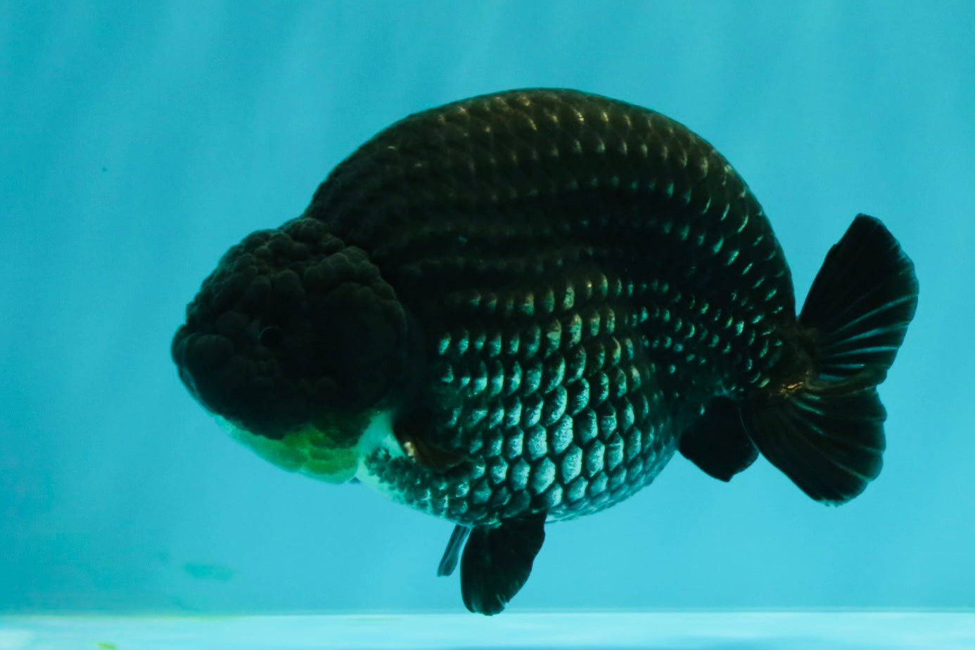 CHUBBY AAA Grade Platinum Black Blue Ranchu Male 5 inches #062626RC_09