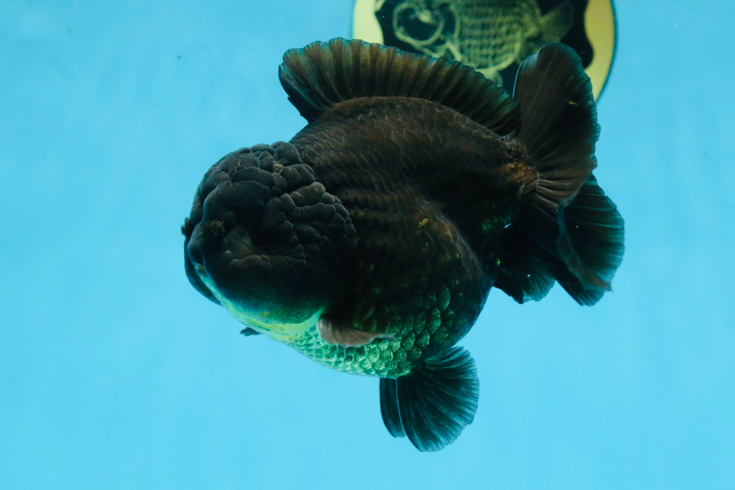 TOOTHLESS A Grade Black Yuanbao Male 4.5 inches #101725YB_32