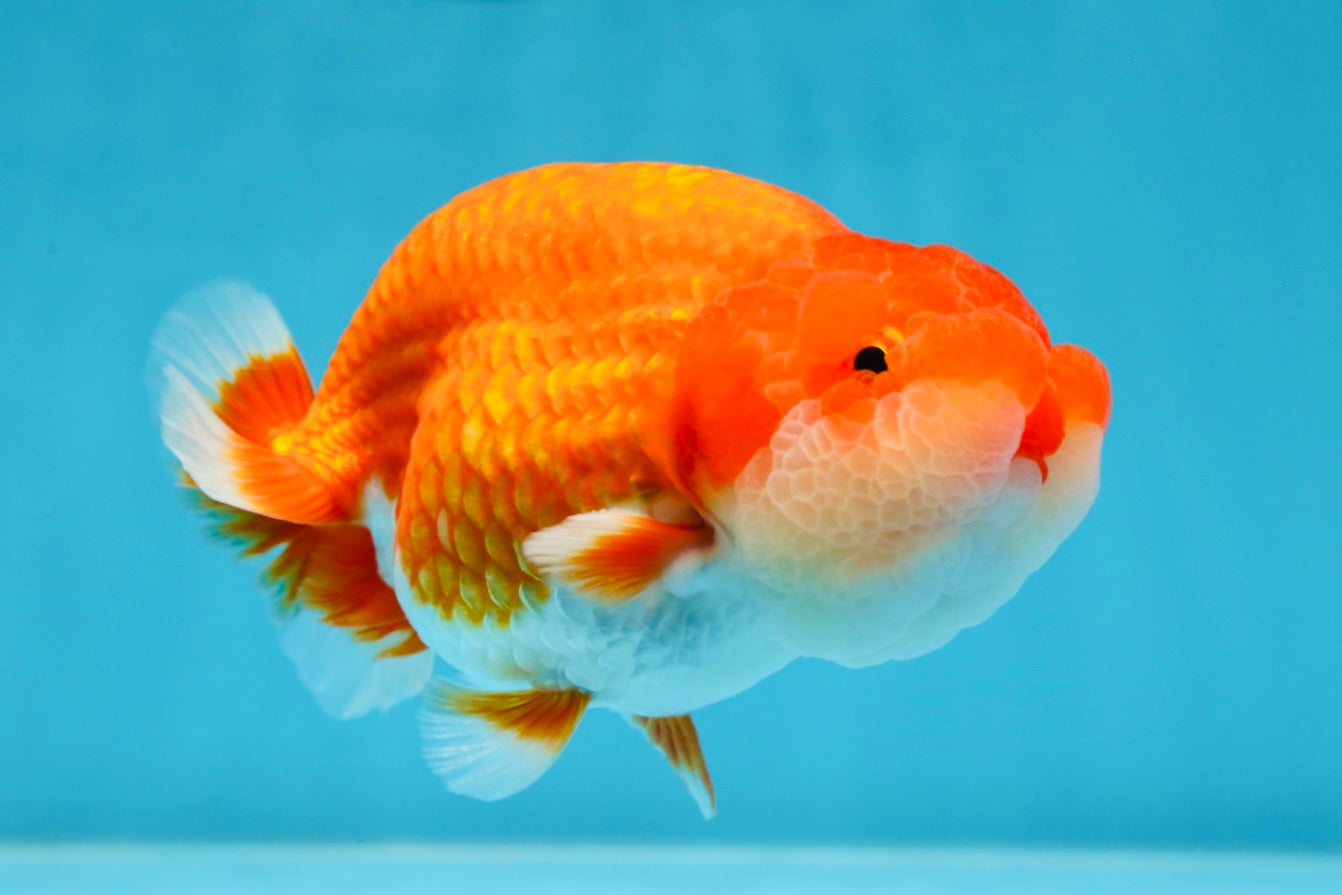 A Grade Red White LionKing 4.5 inches #070425LC_08