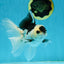 A Grade Panda Button Eyes Oranda Male 5 inches #010325OR_11