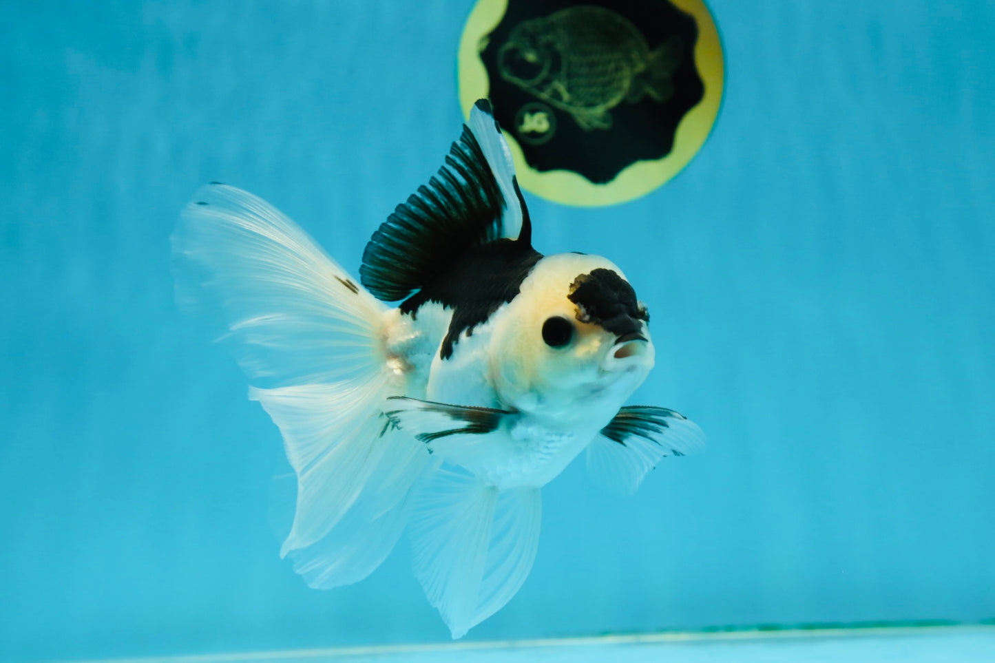 A Grade Panda Button Eyes Oranda Male 5 inches #010325OR_11