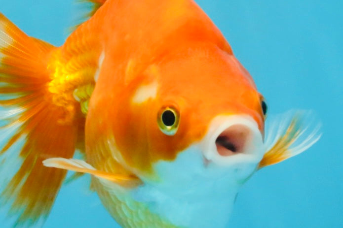 A Grade Red White Ryukin Female 5.5 inches #111425RK_05