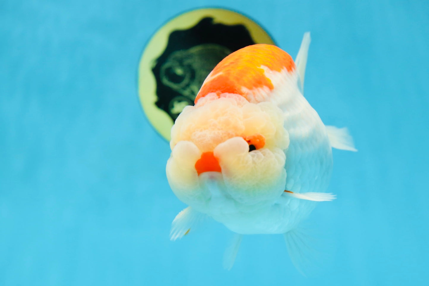 AAA Grade Super Red White LionKing 5.5 inches #080125LC_01