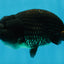 A Grade BIG WEN Black LionKing 4-4.5 inches #062025LC_09